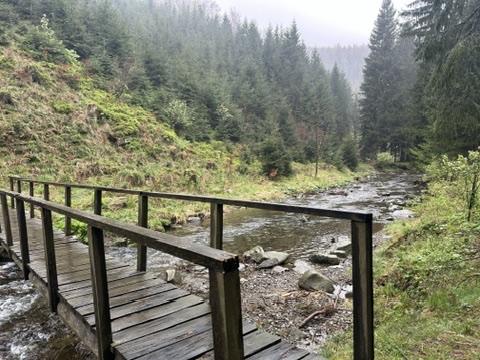 Holzbrücke über einen Bach in nebligem Nadelwald.